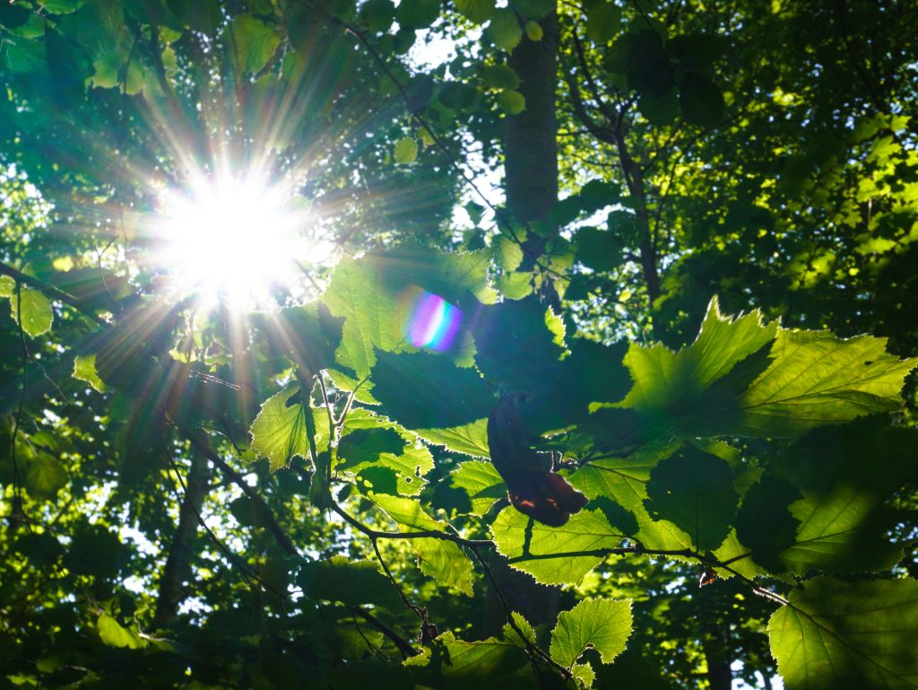 nova-klimatychna-realnist-spekotnykh-khvyl-u-norvehii-stalo-vdvichi-bilshe